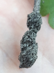 Gymnosporangium clavariiforme