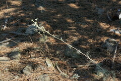 Seseli dichotomum
