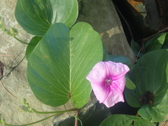 Ipomoea pes-caprae