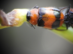 Coptocephala