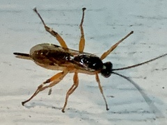Pimpla pedalis