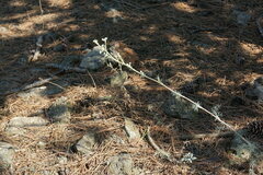 Seseli dichotomum