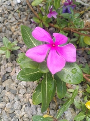 Catharanthus roseus