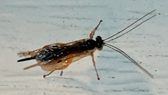 Pimpla pedalis