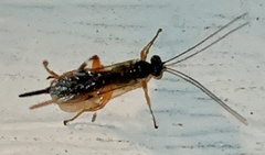 Pimpla pedalis