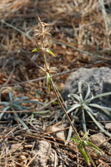 Stachys atherocalyx