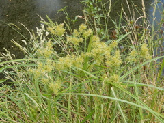 Cyperus esculentus