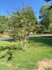 Crataegus phaenopyrum