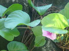 Ipomoea pes-caprae