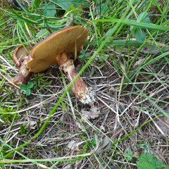 Suillus