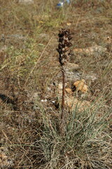 Asphodeline taurica