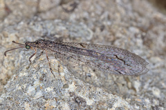 Neuroleon distichus