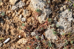 Euphorbia petrophila
