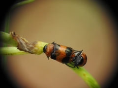 Coptocephala