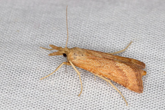 Synaphe punctalis