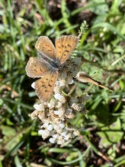 Tharsalea dorcas sangremar