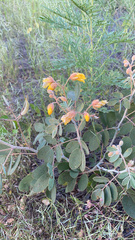 Senna covesii