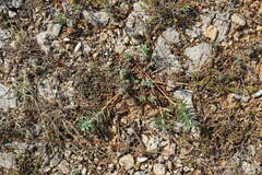 Euphorbia petrophila
