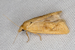 Cochylimorpha straminea