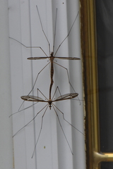 Tipula furca