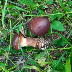 Suillus clintonianus