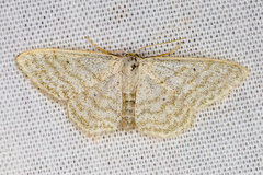 Idaea subsericeata