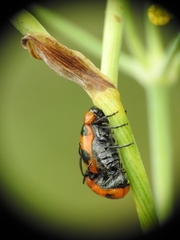 Coptocephala