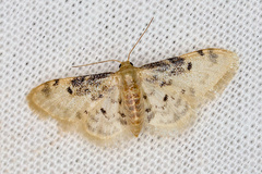 Idaea filicata