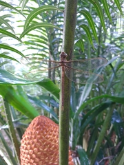 Gynacantha bifida