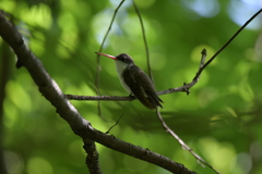 Leucolia violiceps