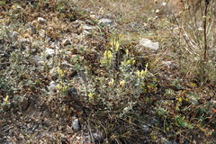Scutellaria orientalis