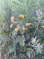 Senna covesii
