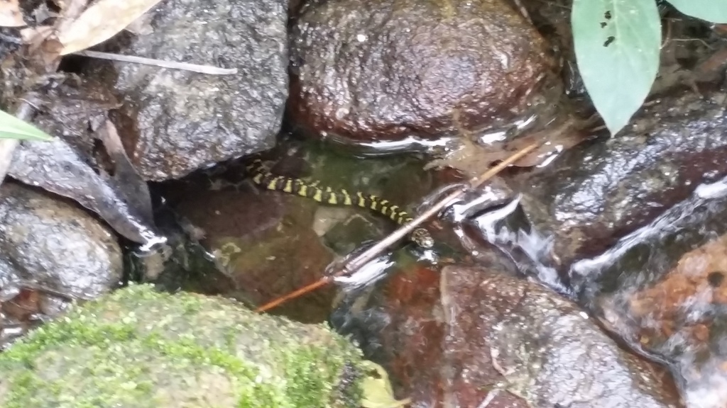Hainan Mountain Keelback