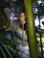 Gynacantha bifida