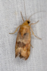 Pterothrixidia rufella