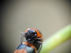 Coptocephala