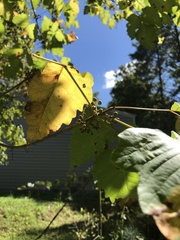 Toxicodendron pubescens