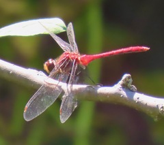 Sympetrum rubicundulum