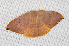 Watsonalla uncinula