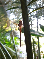 Gynacantha bifida