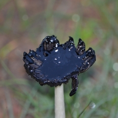 Montagnea arenaria