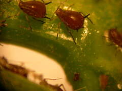 Aphis illinoisensis