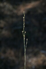Bufonia parviflora