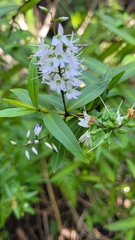 Veronica ligustrifolia