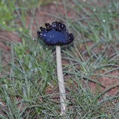 Montagnea arenaria