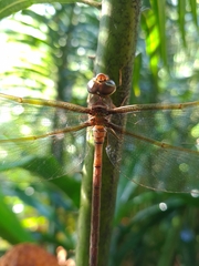 Gynacantha bifida