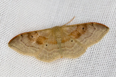 Idaea degeneraria
