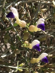Scutellaria mexicana