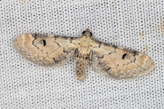 Eupithecia centaureata