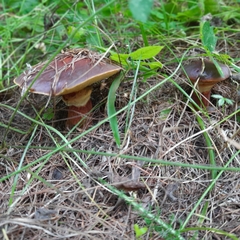 Suillus clintonianus